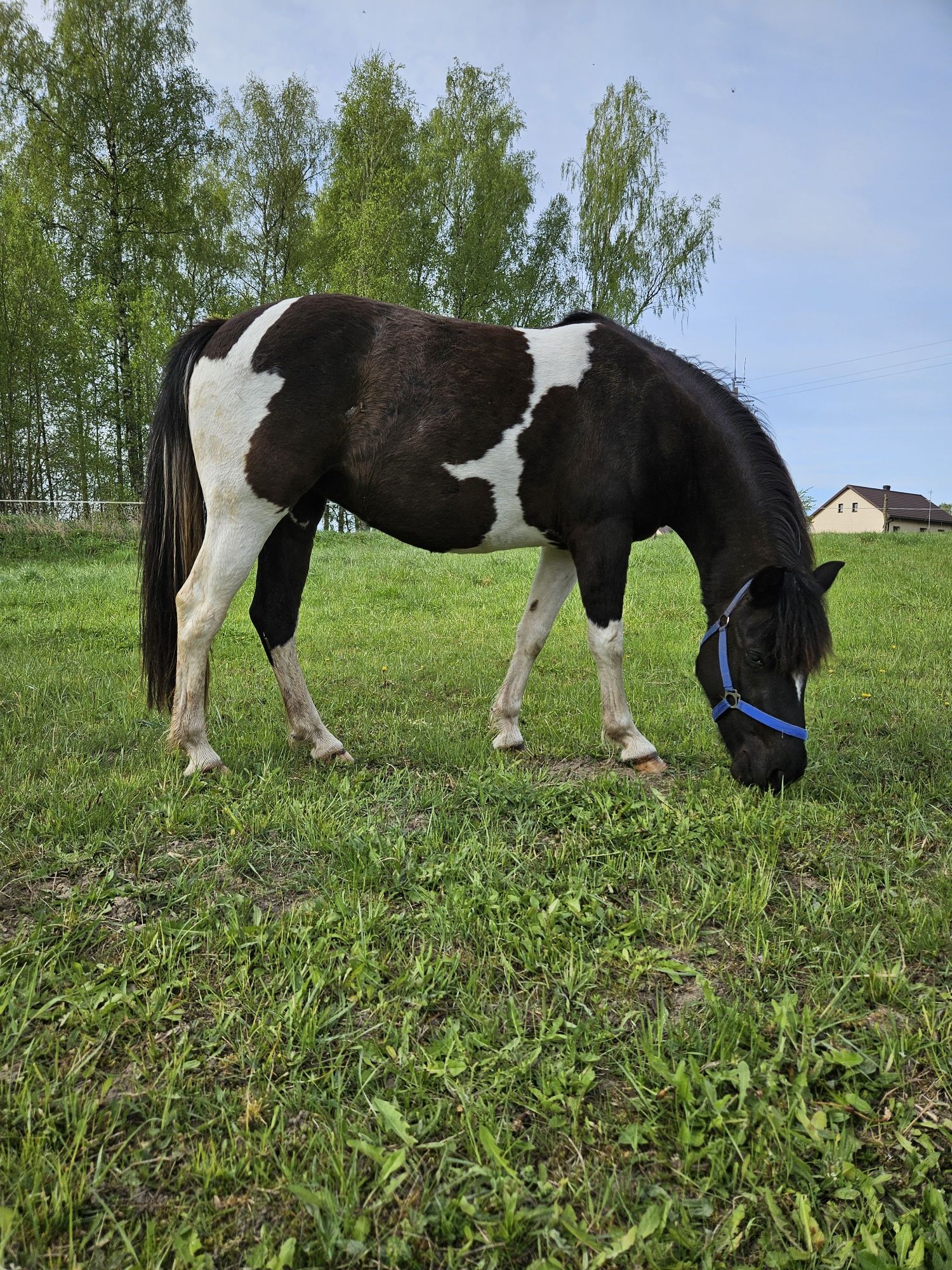 Klacz huculska 5 letnia