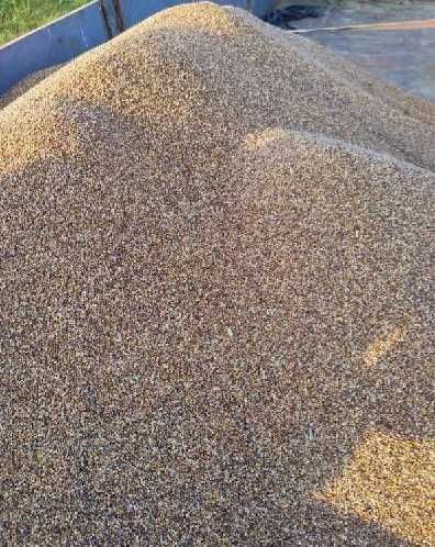 Sorgo czerwone. Karma dla gołębi, papug, kur i innych ptaków