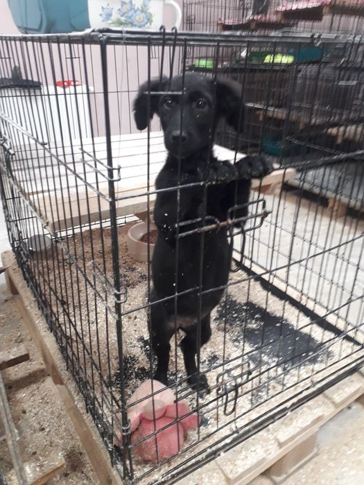 Віддаю в добрі руки