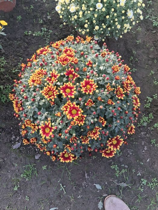 Chryzantemy drobnokwiatowe