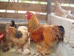 Vendo frangos (machos) de raça Brahma com 6 meses de idade.