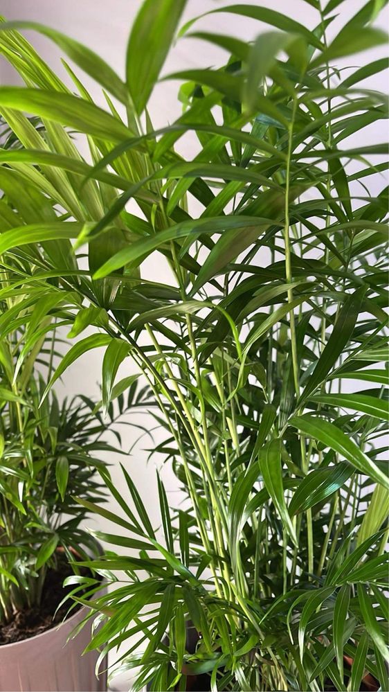 Rezerwacja Roślina Palma Chamaedorea duża gęsta zdrowa
