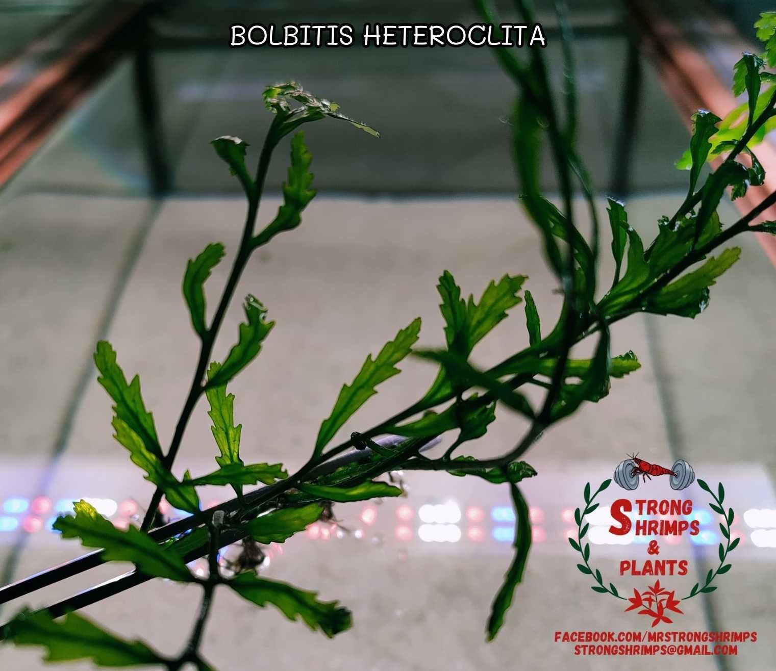 Bolbitis Heteroclita