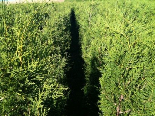 Tuja brabant, szmaragd 170cm, nawet do 250cm, dowóz, sadzimy