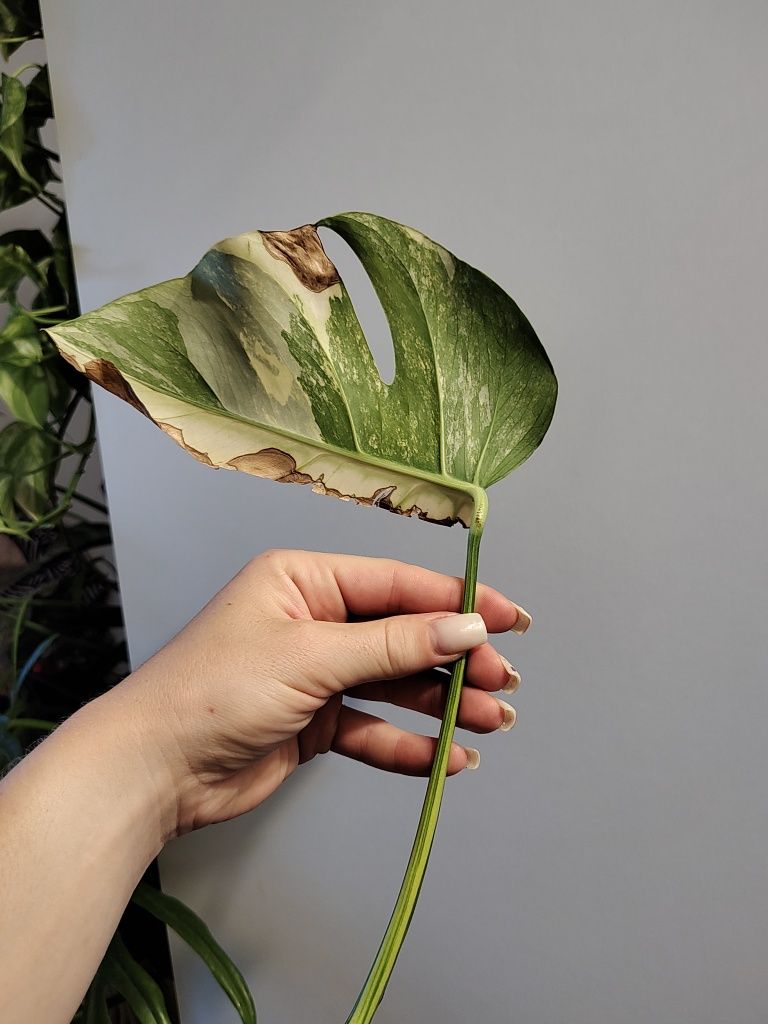 Monstera marmorata
