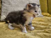 Maine Coon kotka tricolor