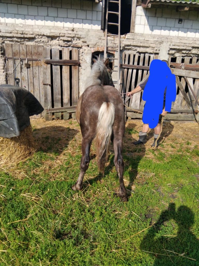 Sprzedam źrebaki zimnokrwiste