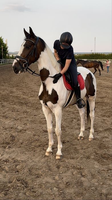 Wałach mały sport, ujeżdżenie, wałach 8 lat