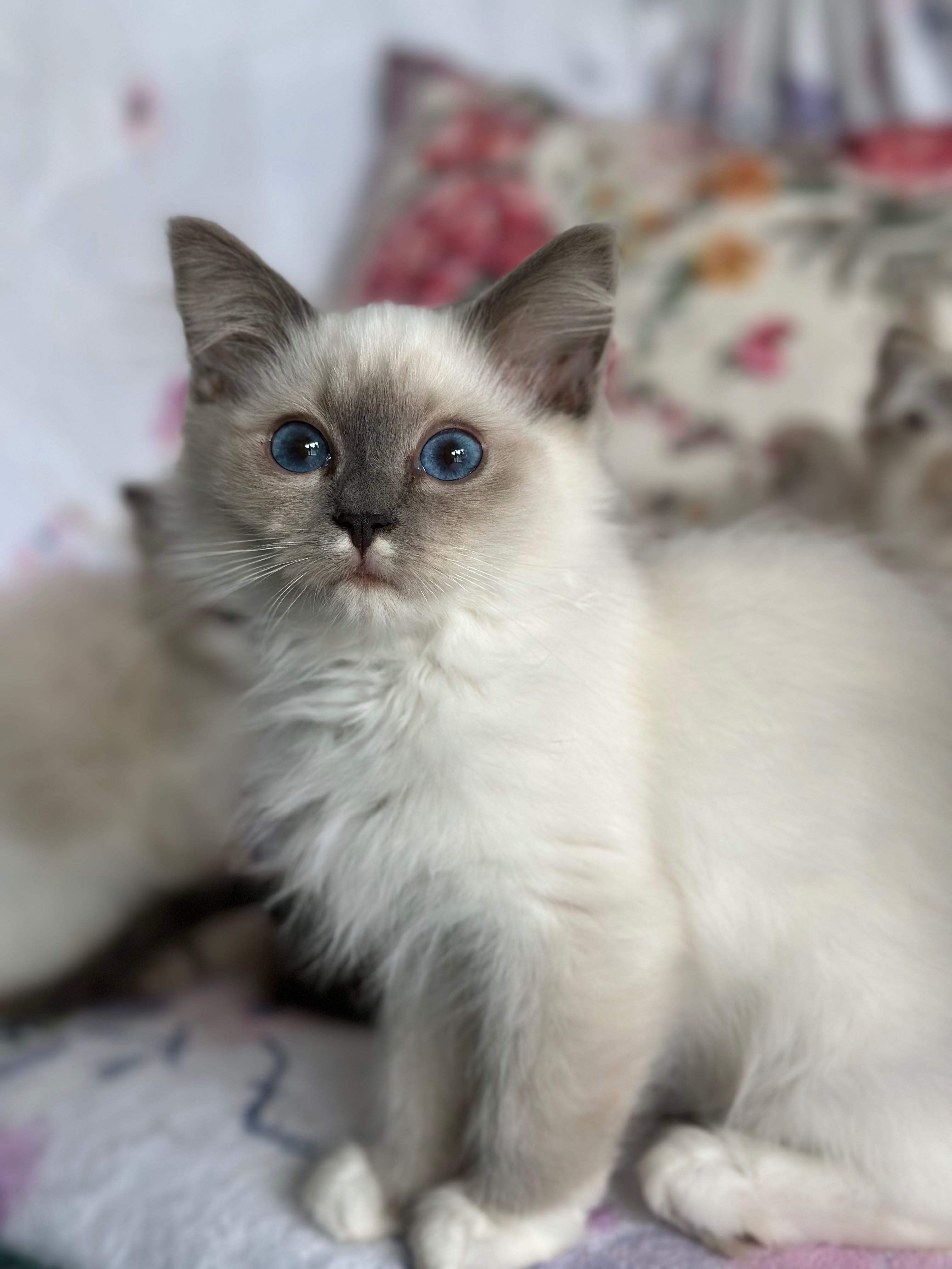 Słodka koteczka ragdoll