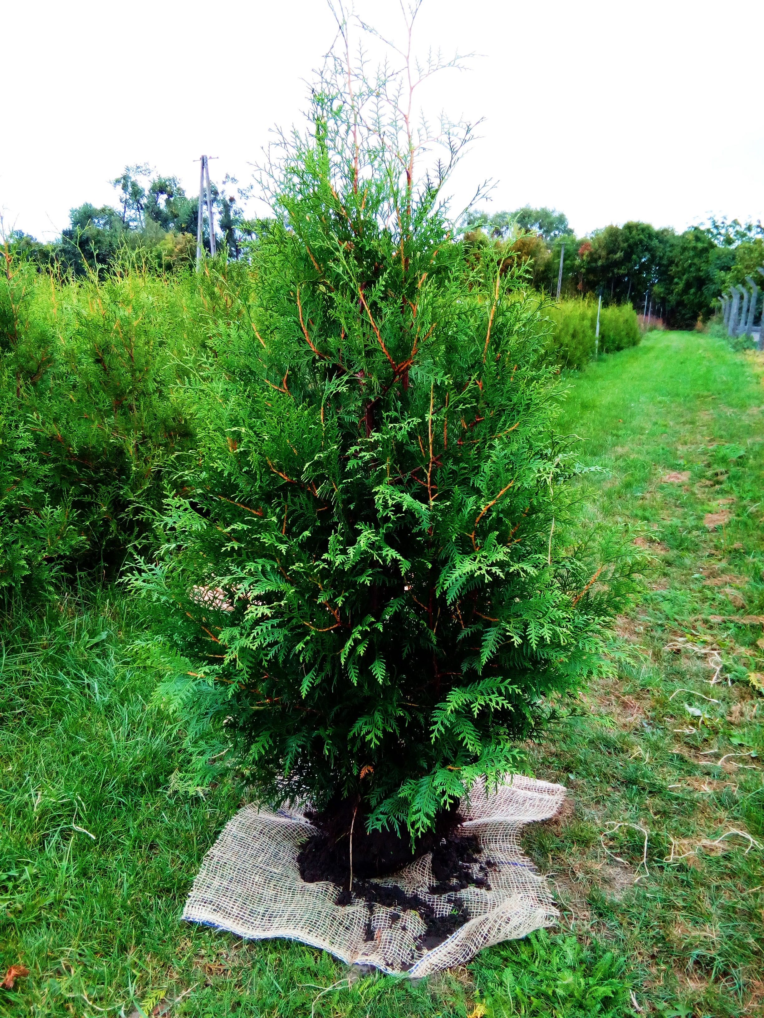 WIOSENNA PROMOCJA !! Tuja Tuje Brabant 200 cm Sadzenie