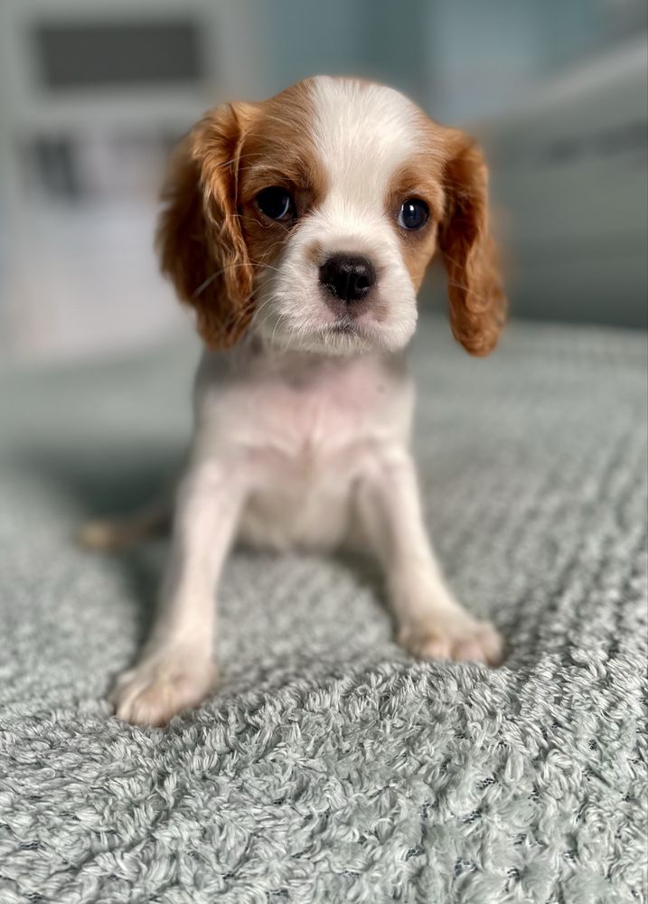 Cavalier king charles spaniel