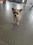 Chihuahua piesek