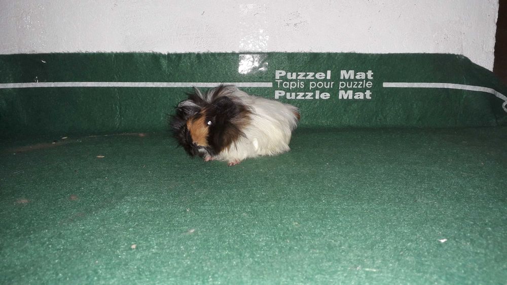 Морські свинки, свинки морські.