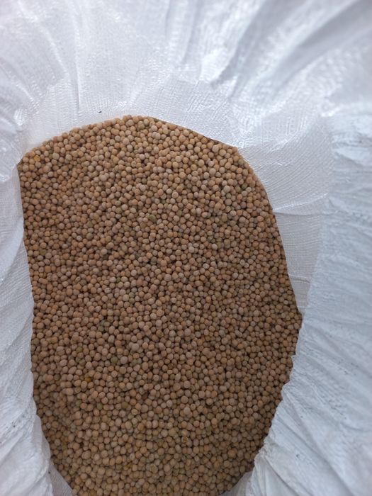 Groch zimujący Dexter