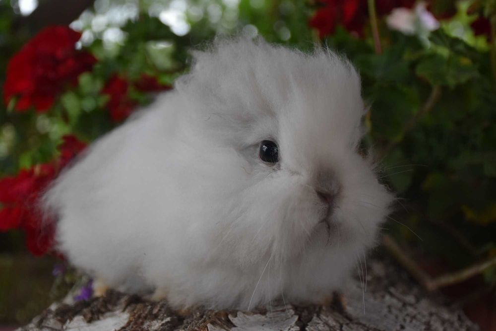 Króliki Karzełki Teddy Lewki Mini Miniaturki