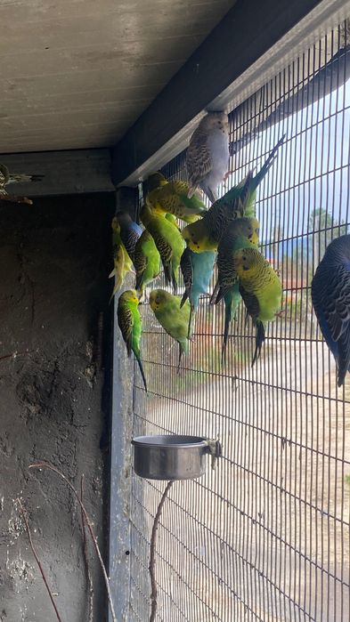 Vendo periquitos