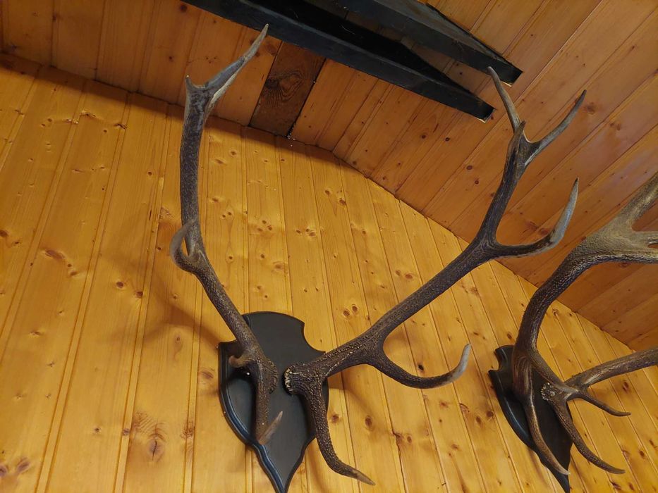 Poroże jelenia dwie pary