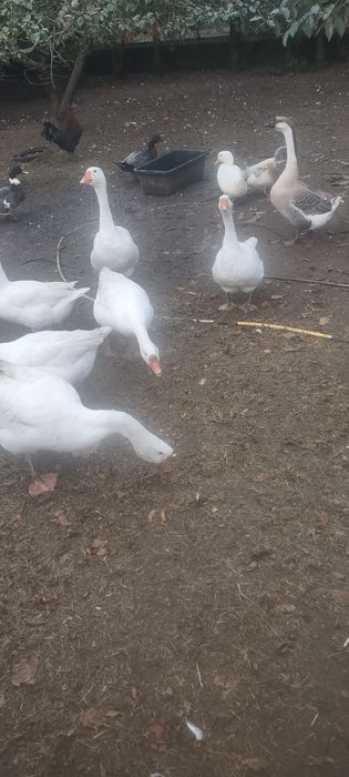 Sprzedam gęsi roczne