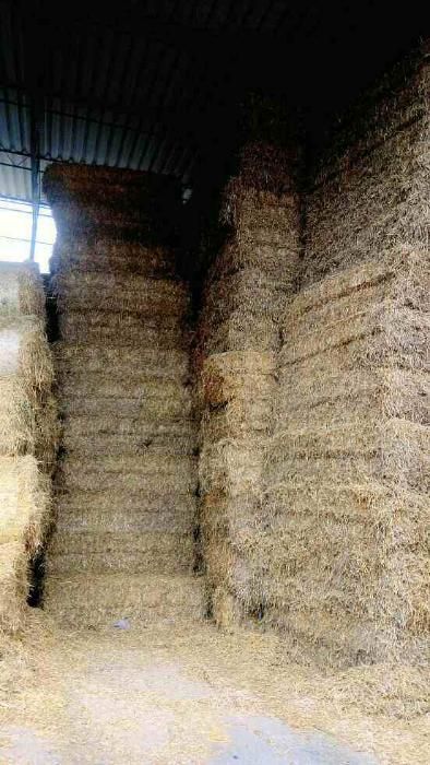 suche KOSTKI SŁOMA gratis dowóz do klienta