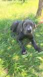 Poker w typie cane corso szuka domu