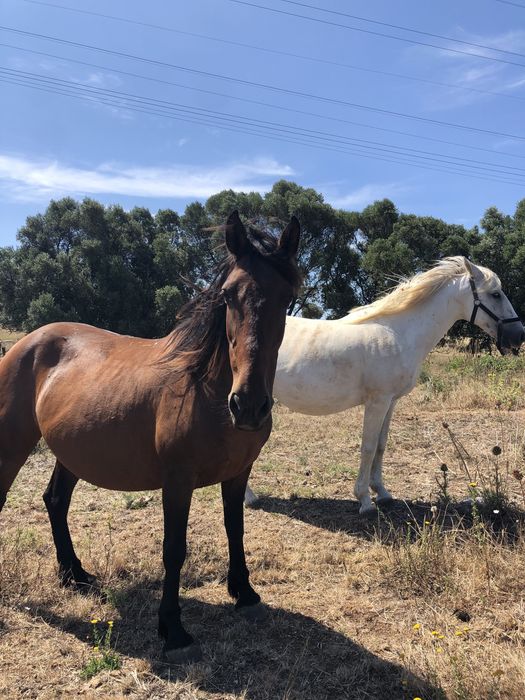Égua puta lusitano