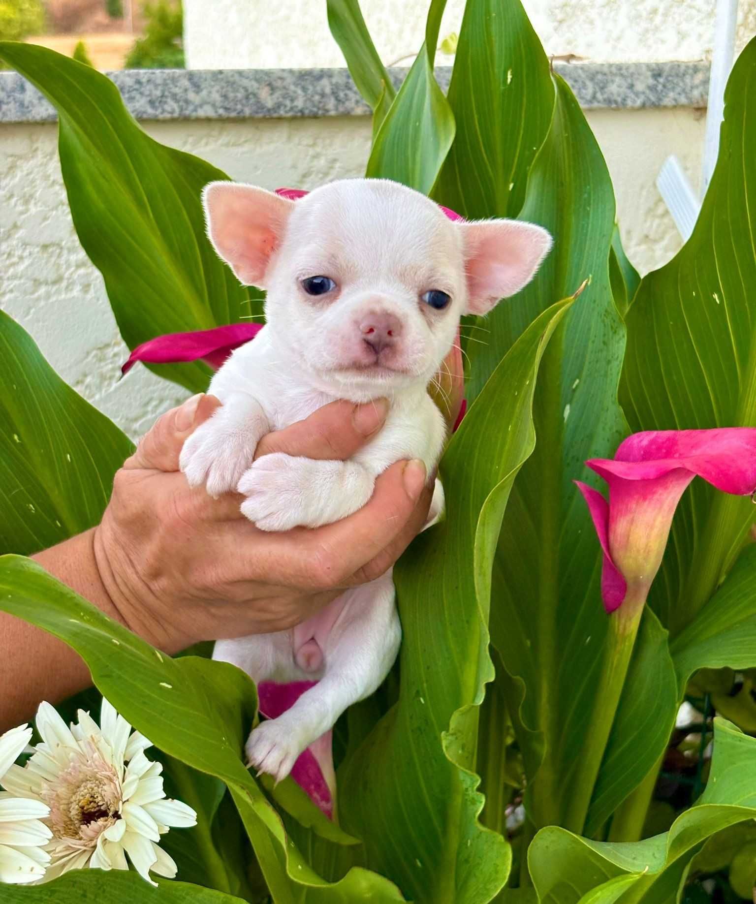 Chihuahua miniatura
