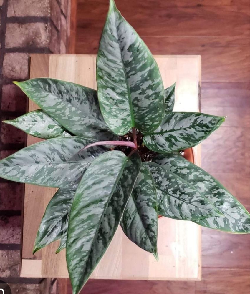 Apoballis Acuminatissima