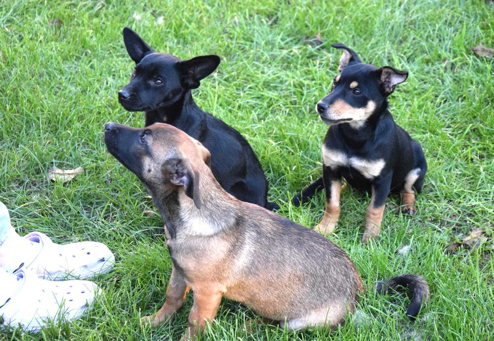 Śliczna, kochana, przytulasna ok 4 mies sunia czeka na dom