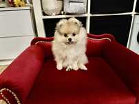 Piekny piesek pomeranian ZKwP