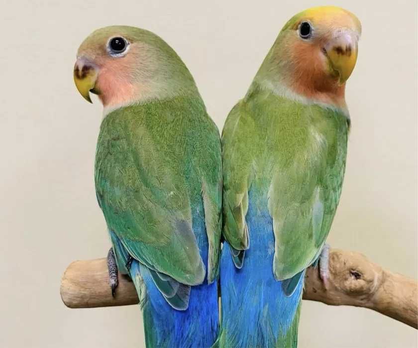 Ручные попугаи неразлучники для семьи