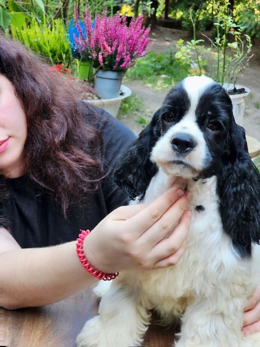 Szczenięta amerykańskiego cocker spaniela FCI