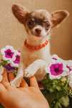 Prześliczna suczka chihuahua mini pół długowłosa biało liliowa