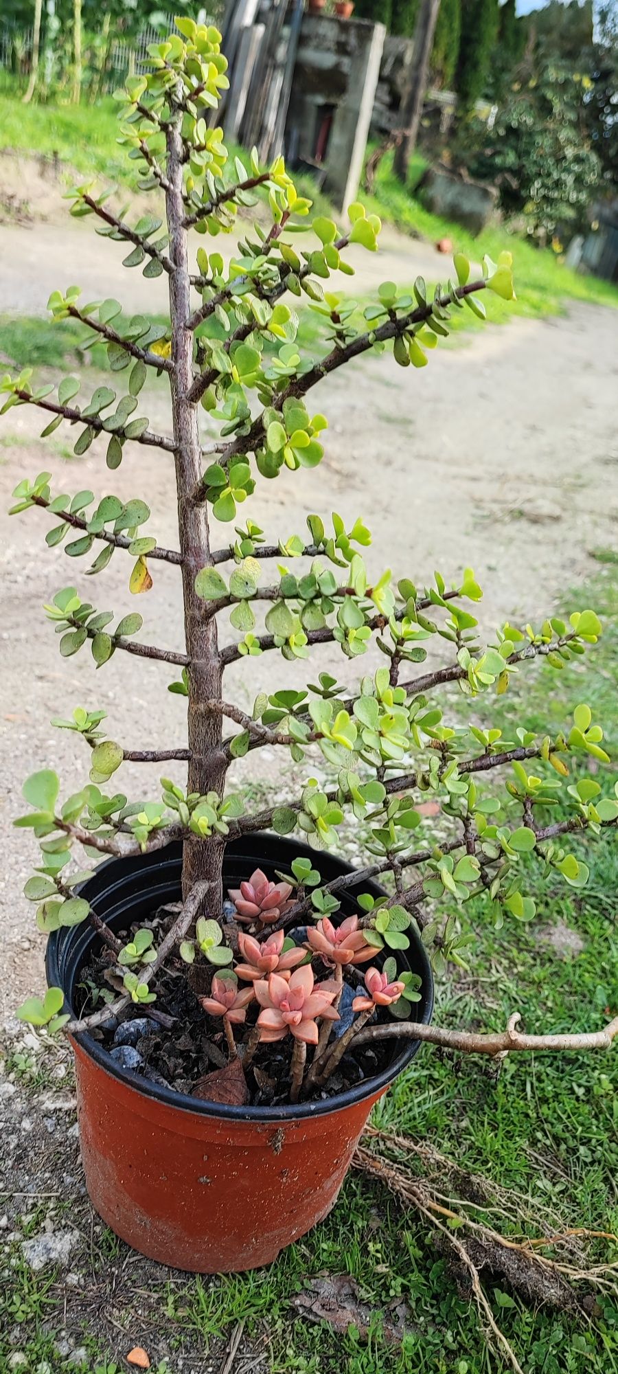 Planta suculenta