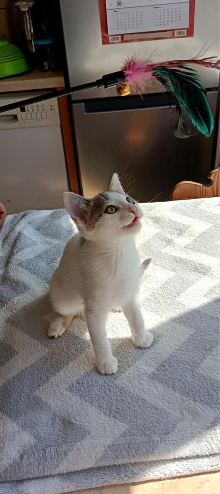 Mała ślicznotka do adopcji