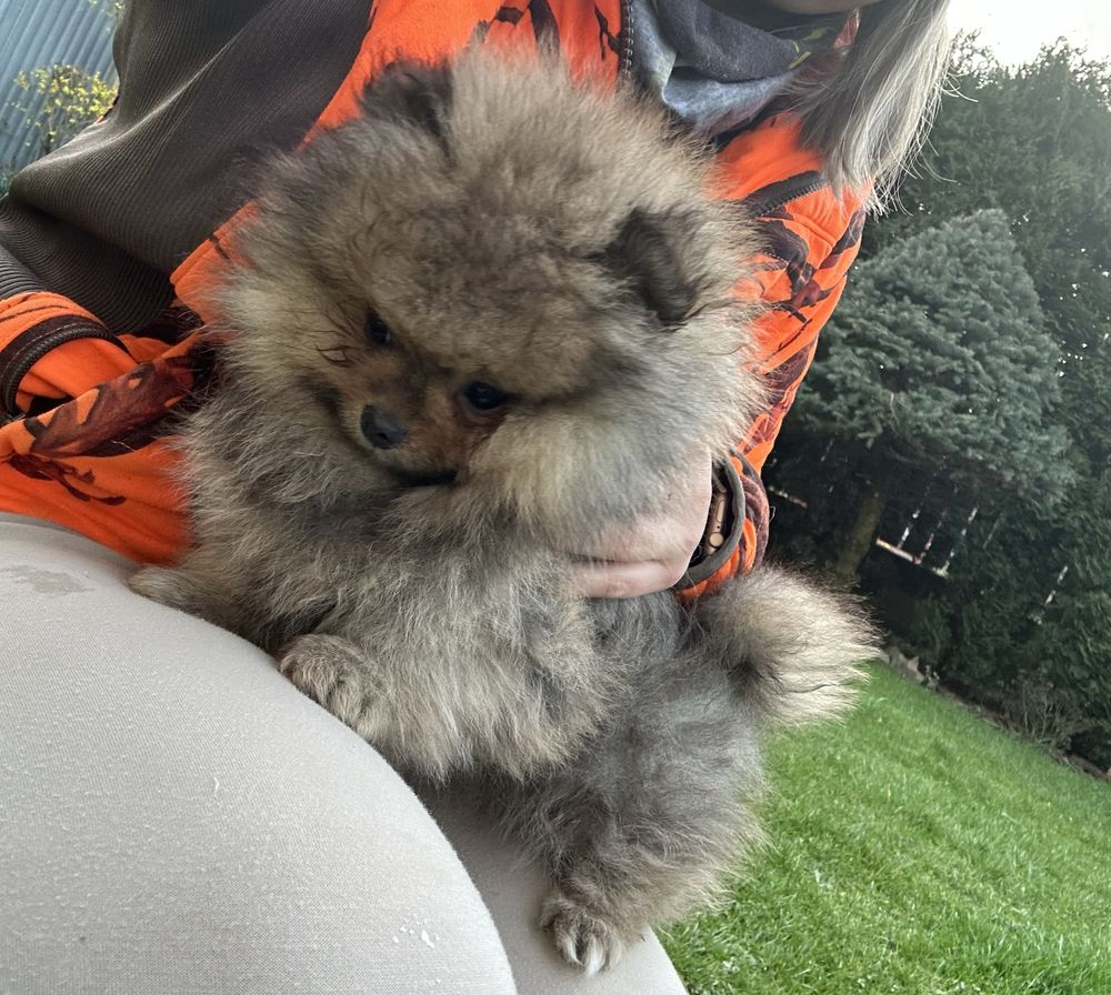 Szpic miniaturowy pomeranian suczka typ misia