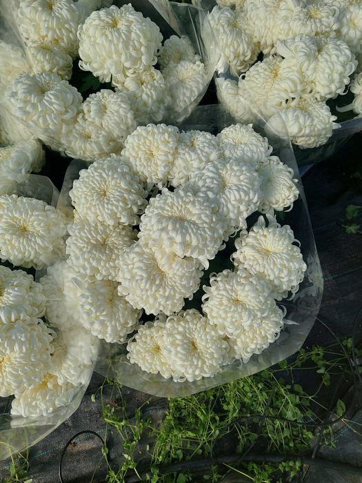 Chryzantemy wielkokwiatowe