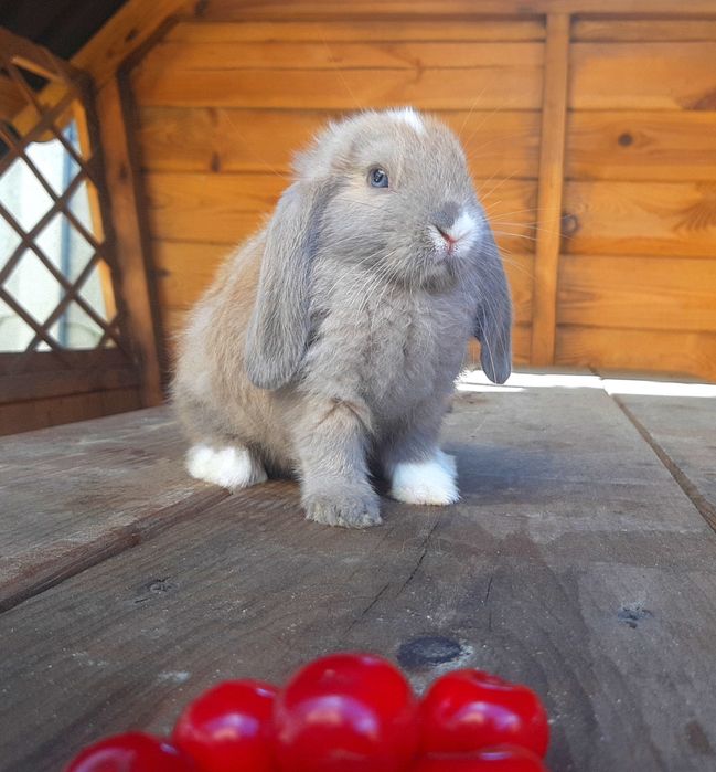 Карликовый мини кролик вислоухий баранчик