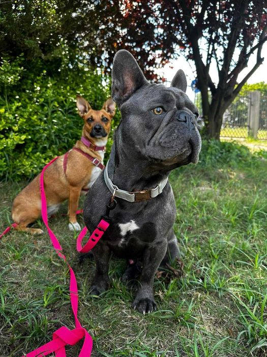 Hotel domowy dla psów Dog Holidays