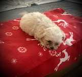 Piesek Maltipoo