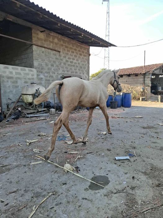 Poldra Lusitana palomina
