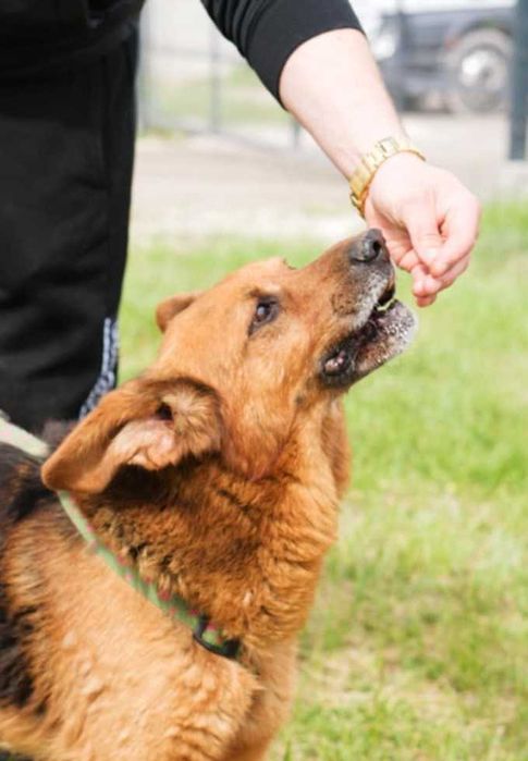 Bary – kochany i spokojny stróż