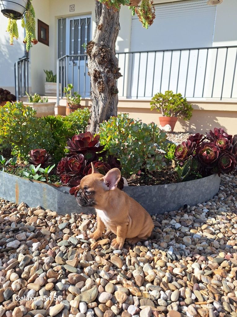 Bulldog francês red fawn