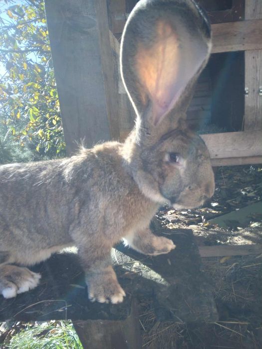 Olbrzym belgijski samce