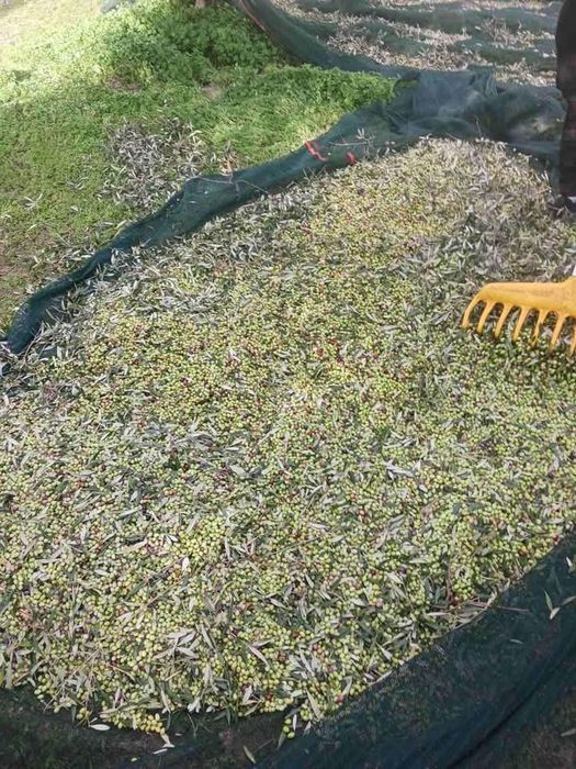 Oliwa z oliwek extra virgin najwyższej jakości