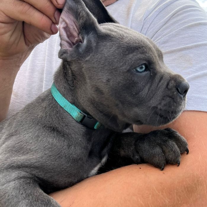 Cane Corso mocny pies
