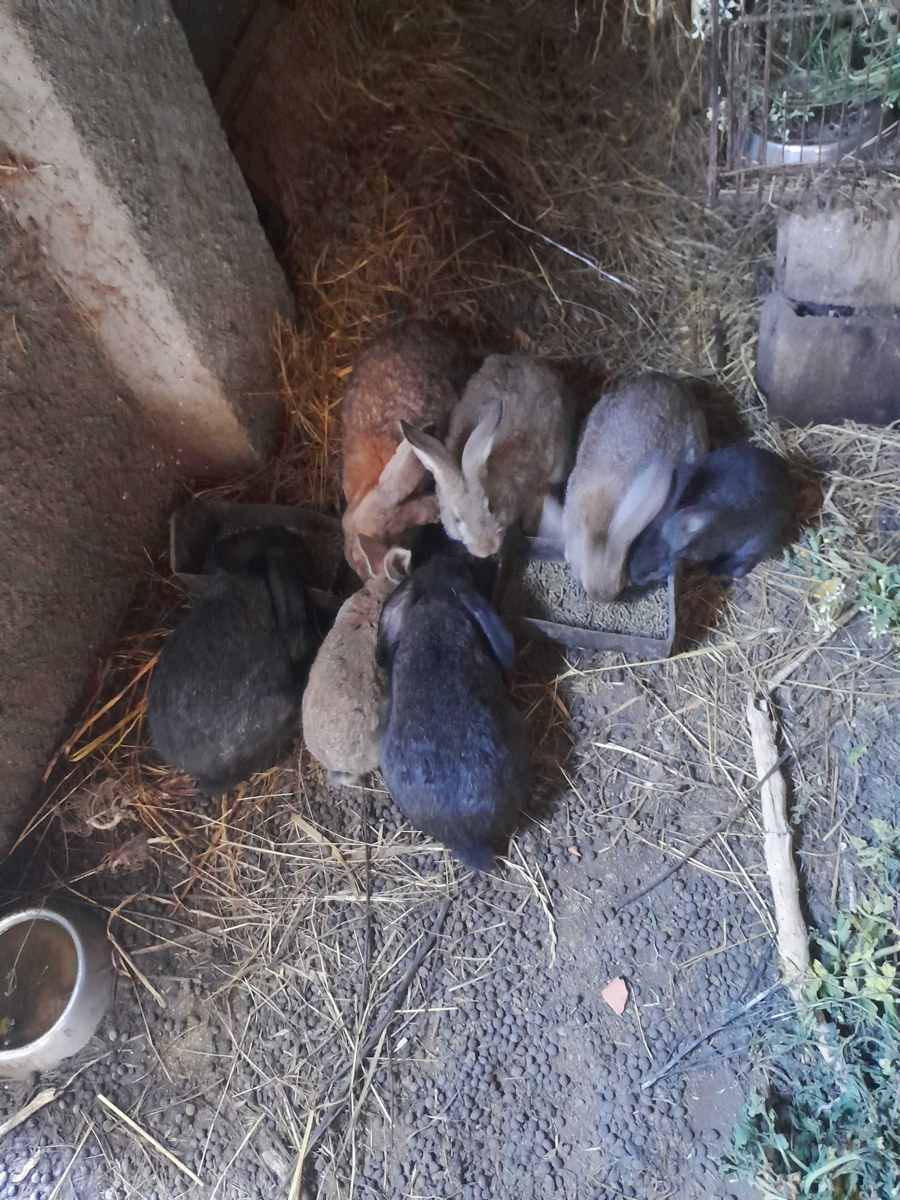 ovos galados várias raças,  GIRANDOLA, COELHOS