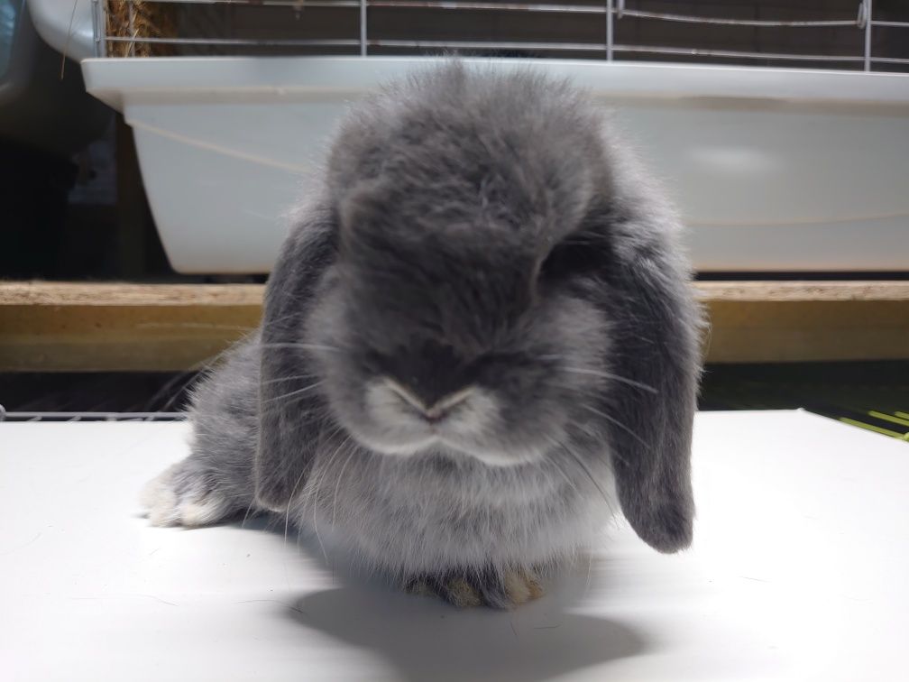 Króliki Mini -Lop  Blue Fox