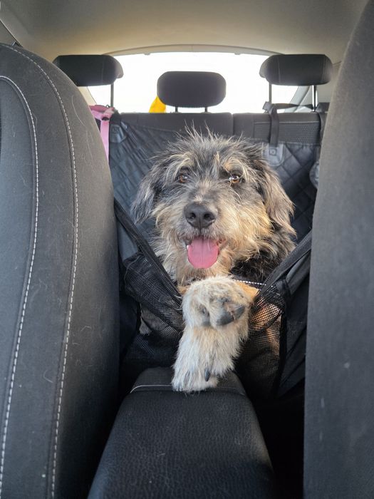 Czy bedzie musiał trafić do schroniska? 3 dom go porzucił