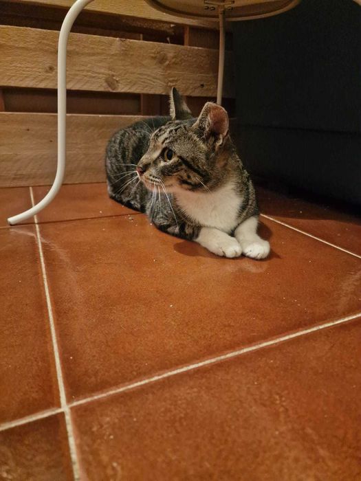 Gata para adoção consciente