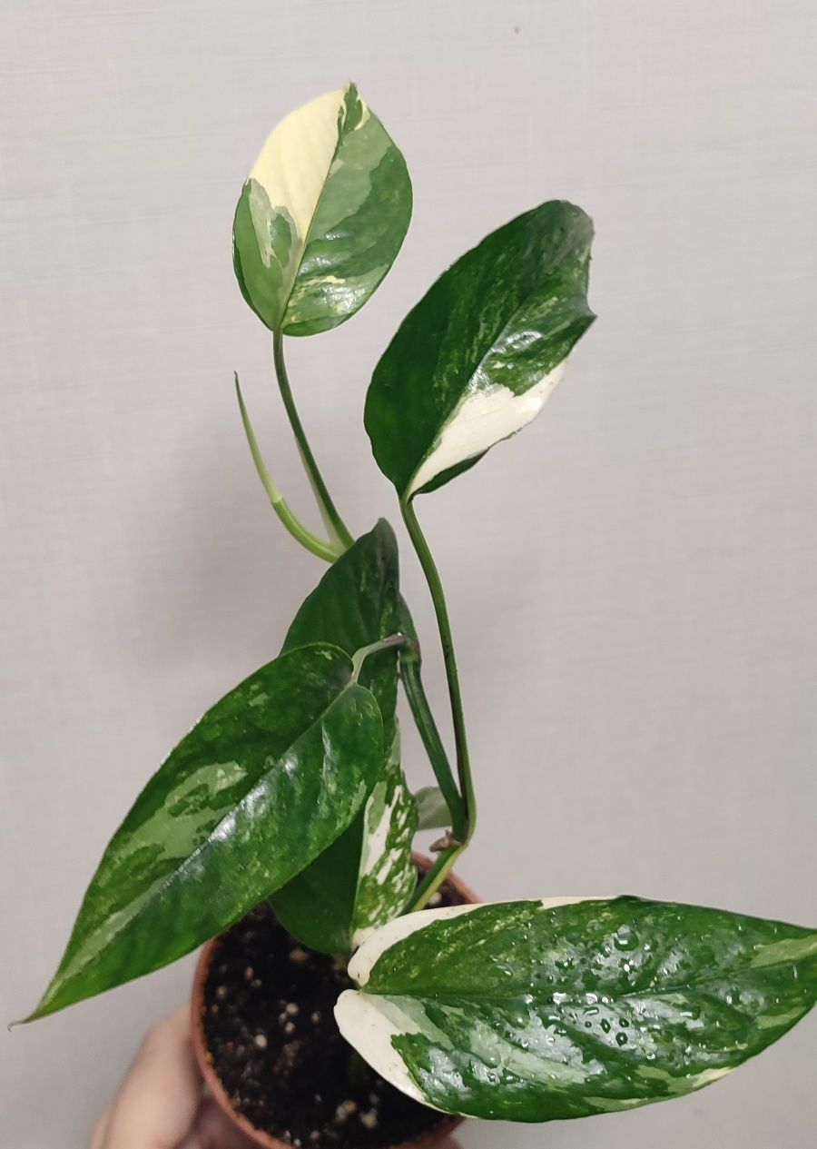 Епіпремнуми: Марбл Квін (Marble Queen, Мармурова королева))
